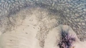 5.2K views · 180 reactions | A mesmerizing feeding frenzy of lemon sharks feasting on thousands of mullet. #SharkWeek : https://www.instagram.com/youngpageviews/ | OceanX | Facebook