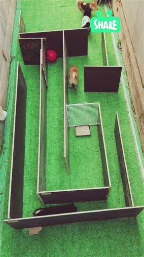 Ultimate Dog Brain Game 🐶🧩 | Watch Till End!