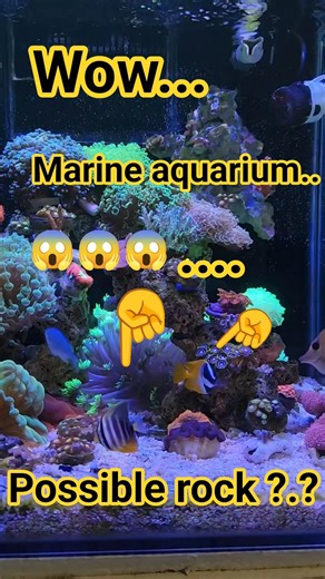 #aquascapelowtech #aquascapeaquarium #aquascapegallery #fishtankdesign #fish #aquascape #fishaquariu