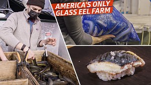 4.3M views · 10K reactions | How Maine’s American Unagi — the country’s only glass eel farm — raises the fish from tiny squiggles to meaty adults to sell, alive, to restaurants and chefs | Eater | Facebook