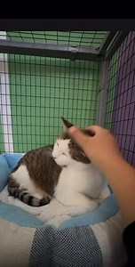 28 reactions |  Adopt an Adult Cat — Change a Life (Including...