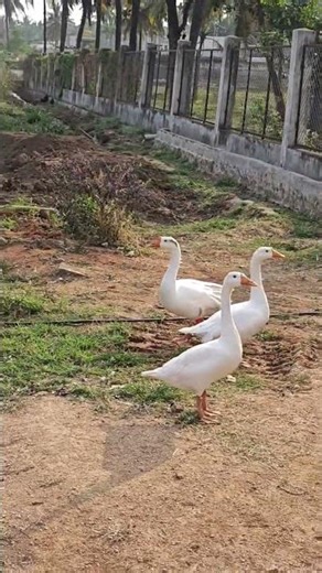 Duck Video for Kids | Duck video for Babies | Duck Video for Toddlers | White Duck | Farm Ducks