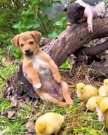 Animal friendships to warm your hearts! 🥺🐾 | Simple Life