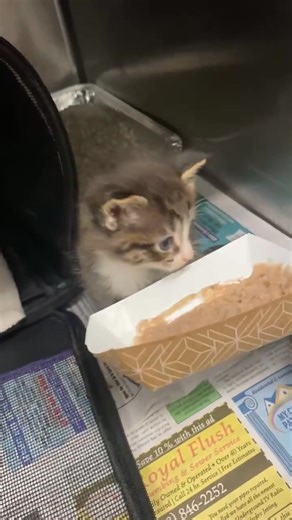 3.4K views · 133 reactions |  NEEDS OUT BY 6:45!! MUSH BABIES! SCOOBY & FRIENDS - A303252-254, 256 Stray Intake 10/27/25 These babies need out in the morning for more support and to monitor thier care. They are looking for a foster and rescue! | CACC Cats | Facebook