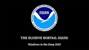 The Elusive Bobtail Squid - NOAA Ocean Exploration