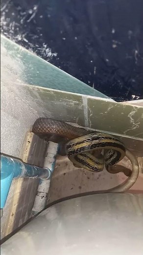 What is it about snakes and toilets 🚽🐍