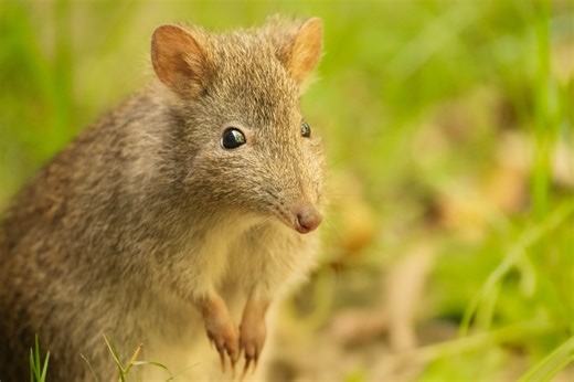 Potoroo ASMR is a great way to start a new year