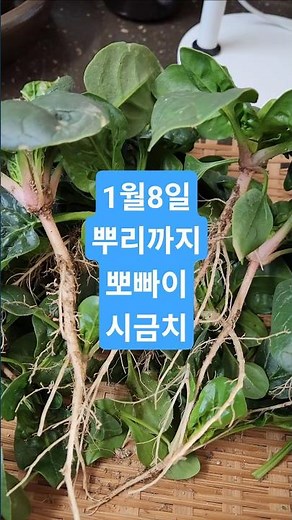 한파 이겨낸 기특한 시금치 수확! (뿌리 절대 버리지 마세요)" #시금치 #옥상텃밭 #도시농부