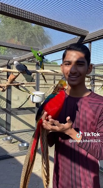 Kabhi Aisa Friendly Pheasant Dekha Hai?