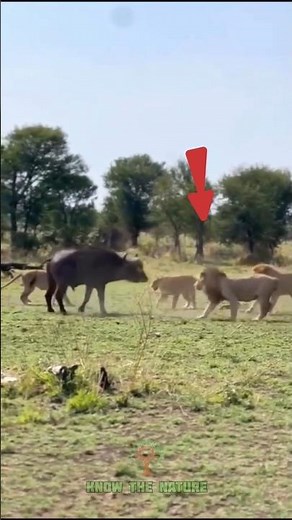 Lion vs baffalo | Asli King #shorts #trendingshorts