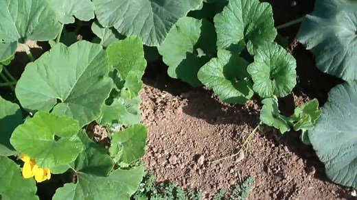 CÓMO CULTIVAR CALABAZA O ZAPALLO (CUCURBITA MAXIMA) ,HUERTO ORGÁNICO. https://www.youtube.com/watch?v=4jNYi5tGI50 | Cielo ,Jardines ,Paisajes y Animales Bellos