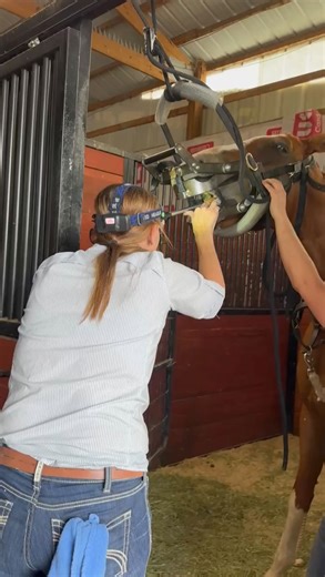 A dental float should be done annually, but if delayed, your horse will need it before the next scheduled vet care. Some horses require dental care every six months, or more frequently based on your veterinarian’s recommendation. A horse’s first dental visit should be before you put a bit in their mouth, or no later than three to four years old. Dental visits are similar to farrier work and should not be considered optional. They are a crucial part of horse maintenance. During these visits, your