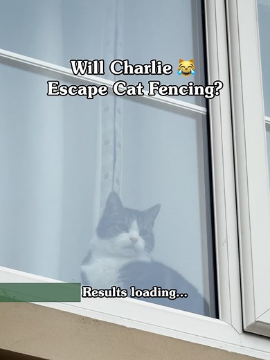 🙀 Will Charlie the Cat manage to escape ProtectaPet Cat Fencing? #catfencing #catproofgarden