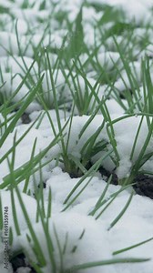 Fresh growth meets frozen surprise. Onion shoots appear above snow. When it suddenly gets very cold, change how much moisture is in soil. Snowfall after sprouting can cause problems. Climate change