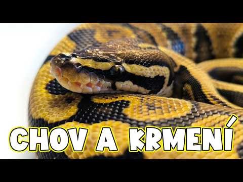Krajta královská - chov a krmení mého vysněného hada! (Python regius)