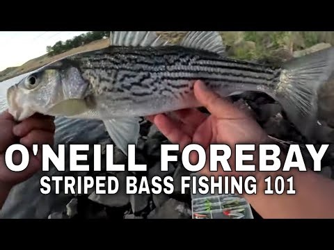 Early Spring Striped Bass Fishing at O'Neill Forebay 3/24/2026