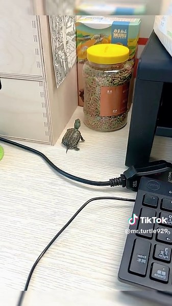 Adorable Turtle Baby Flips Over: A Cute Moment