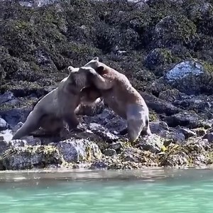 2.4M views · 10K reactions | The battle for survival | Zinpawan | Facebook