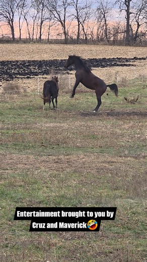 But the real question is can you jump and poop at the same time? 🤣👏 #horsetraining #contentcreator #horses #horselife #horsebackriding #funnyreels #laugh #lmao #horsey | North Country Thoroughbreds