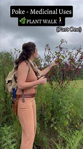 Part 1 of 3 - Poke root is a low-dose botanical – yes, this plant demands respect (and proper knowledge), but it's been used safely in Southern folk herbalism for generations when people understood proper dosing. The berries can be used as a once-yearly immune regulatory tonic. The traditional Southern way was to start with one berry on day one, two berries on day two, work your way up to five or seven berries, then back down. You swallow them whole like pills – don't chew them (!!!) – because t