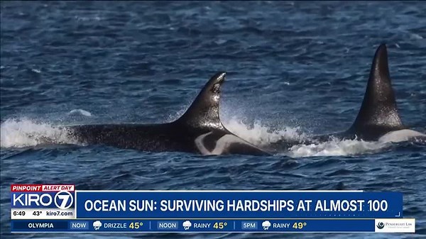 VIDEO: Meet ‘Ocean Sun’, the nearly 100-year-old Southern Resident Orca crowned oldest in the world