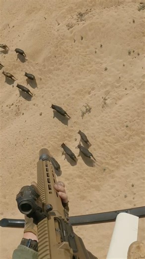 Feral pigs hammered on the sand with flyback procedure #aerialshooting #conservation #hunting