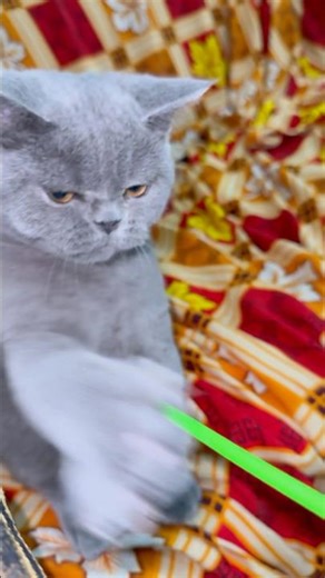 😹 Cat vs Green Stick! Hilarious Slap Reactions 🐱💥