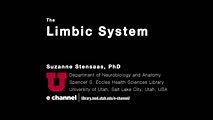 Limbic System: Neuroanatomy Video Lab - Brain Dissections | NOVEL