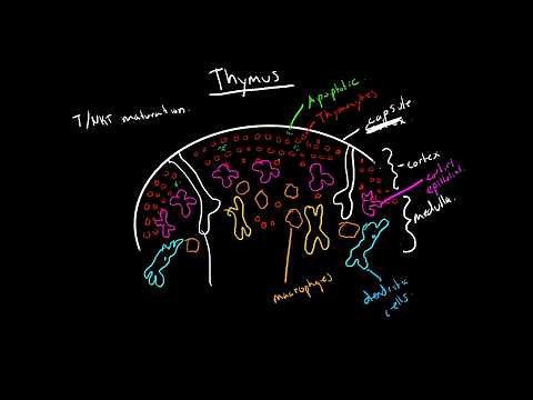 Immunology - Thymus