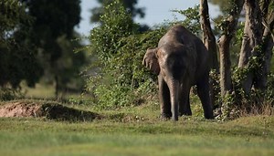Baby Elephant chases birds and falls face-down at Sweden zoo – Watch