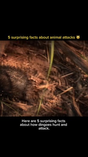 They don’t bark. They hunt in silence. And they never lose sight of their target #Dingo #AustraliaWildlife #PredatorTactics #WildDogs #AnimalStrategy