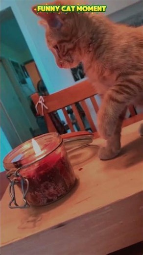 FUNY CAT MOMENT 13-07-2026
