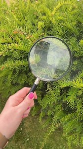 3.6K views · 17 reactions | It's Insect Week!  Wicksteed Park is...