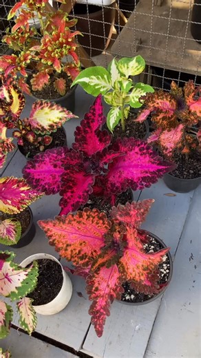 Quintal Dos Coleus | Olá pessoal! Tem estacas e sementes disponíveis! 41-991970815 Curitiba PR #coleuslove #coleusplant #coleus #coleusseedlings | Instagram
