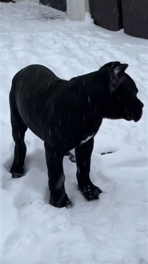 “He doesn’t like the snow ❄️ “ #foryou