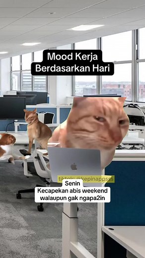 Funny Cat Meme Compilation: Corporate Life Vlog at the Office