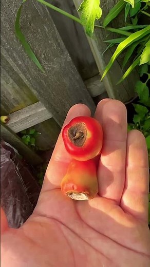 Fix Tomato Rot With This Easy Trick