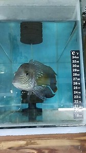 19-20CM Cichlid - Green Terror (Aequidens Sp. Goldsaum | Hobihanem