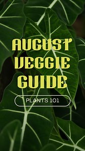 32 reactions · 3 comments |  August Veggie Guide  Thinking about fresh tomatoes this fall? Now’s the time to plant! ✨ Along with tomatoes, August is perfect for starting seeds like:  Beans (bush)  Squash (summer & winter)  Cucumbers  Tomatillos  Herbs like basil, dill, rosemary & more! Give your garden a late-summer boost and set yourself up for a delicious harvest.  | Plants For All Seasons | Facebook