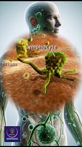 44K views · 1K reactions | Lymph Node | Structure, Function, and Role in Body Defense. #LymphNode #LymphaticSystem #ImmuneDefense #HumanAnatomy #MedicalAnimation #BiologyEducation #HealthScience #Lymphocytes #BodyDefense #MedicalLearning #ScienceAnimation #AnatomyAndPhysiology #InfectionProtection #ImmuneSystem #BiologyStudents | Medical Animation Media | Facebook