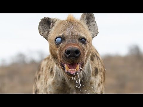 scary sounds of some animals//fear voice//terrible sound//horror sounds