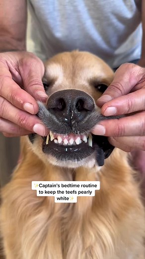 Vets Best: Golden Retriever Teeth Cleaning Products & Routine