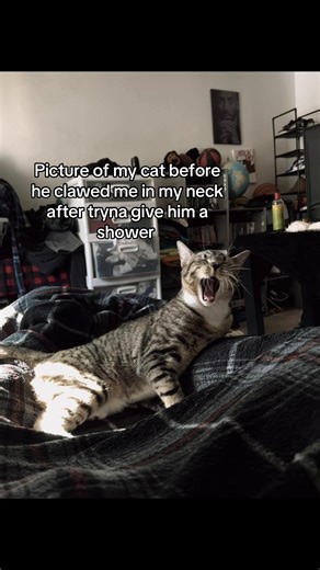 #cat #fyp | My Cat