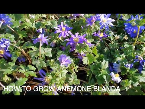 How to Grow Anemone Blanda