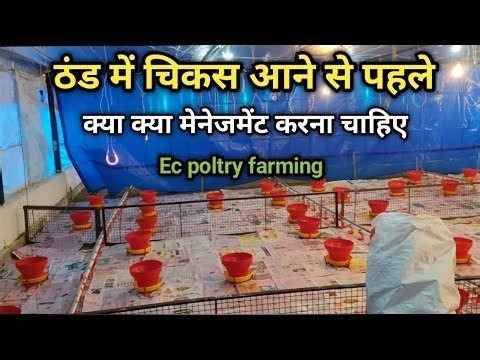 Chicks🐤 aane se pahle kya kya menagement karna chahiye | Ec poltry farm management #poltryfarm