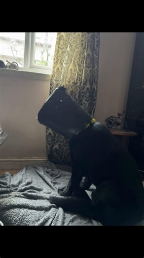 MaximuS_ShadoW (@maximus_shadow)’s videos with insane in the brain cypress hill xx mojowheeler - grace wiehl