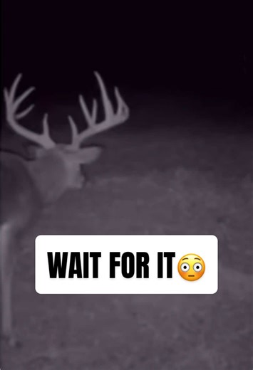 Exciting Deer Hunting Moments