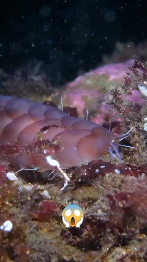 Discover the Amazing Eulagisca Gigantea: A Fascinating Ocean Creature