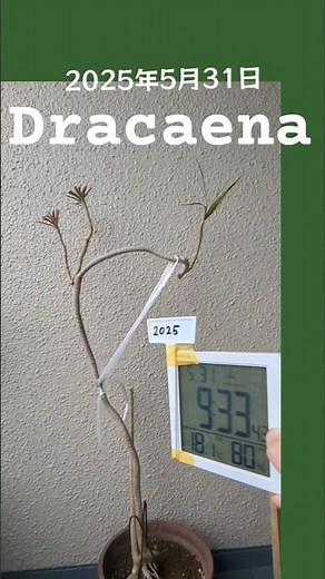 ボロボロだったドラセナ約2ヶ月の復活比較#観葉植物初心者 #plants #ドラセナ