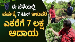 Grapes Farming: A Beginner's Guide | How To Start Grapes Farming In...